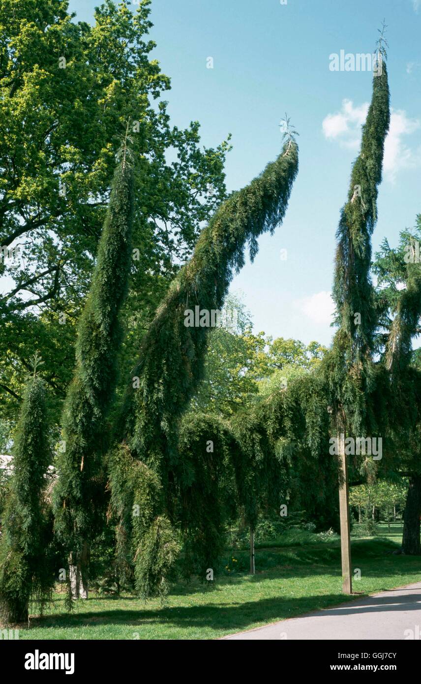 Sequoiadendron giganteum - `Pendulum'   CON103811 Stock Photo